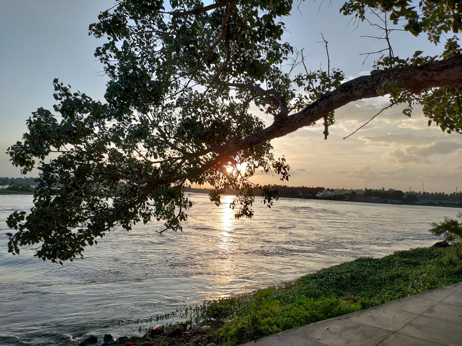 600-year-old Arasa tree on the Kaveri bank